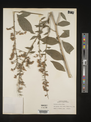 Solidago patula image