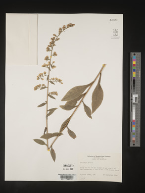 Solidago patula image