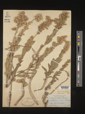 Solidago petiolaris image