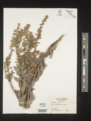 Solidago petiolaris image