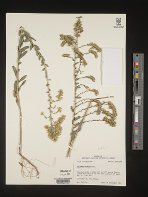 Solidago radula image