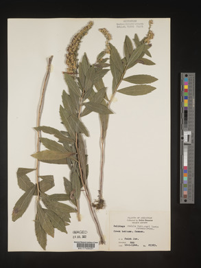 Solidago radula image