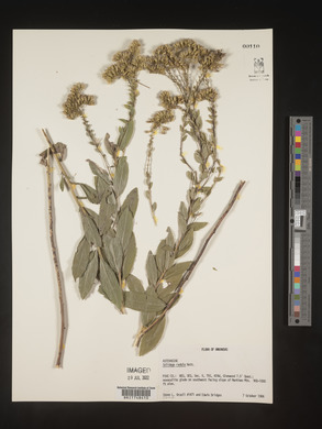 Solidago radula image