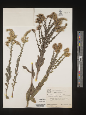 Solidago radula image