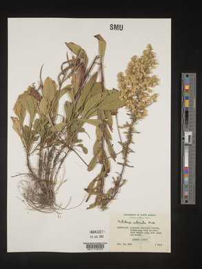 Solidago puberula image