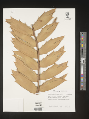 Encephalartos ferox image