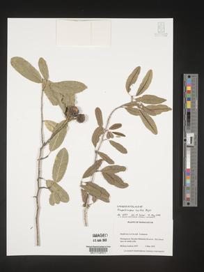 Rhopalocarpus lucidus image