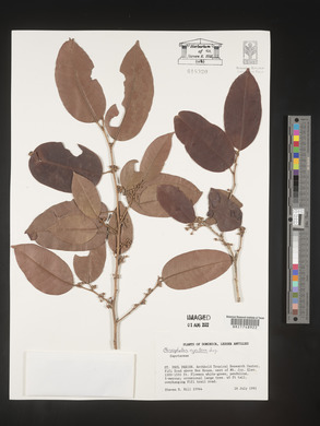 Chrysophyllum argenteum image