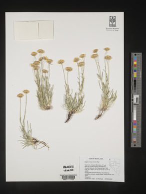 Erigeron linearis image