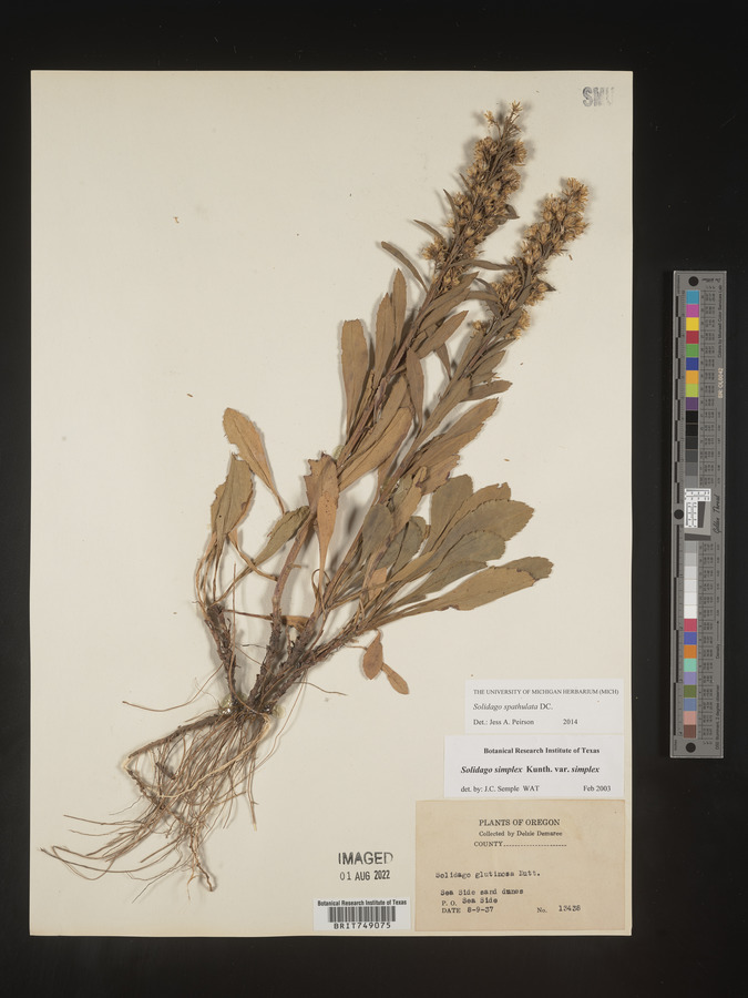 Solidago spathulata image