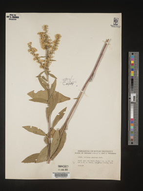 Solidago speciosa image