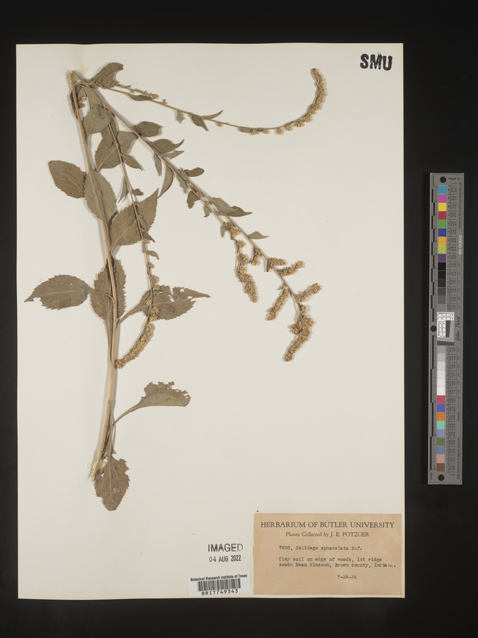 Solidago sphacelata image