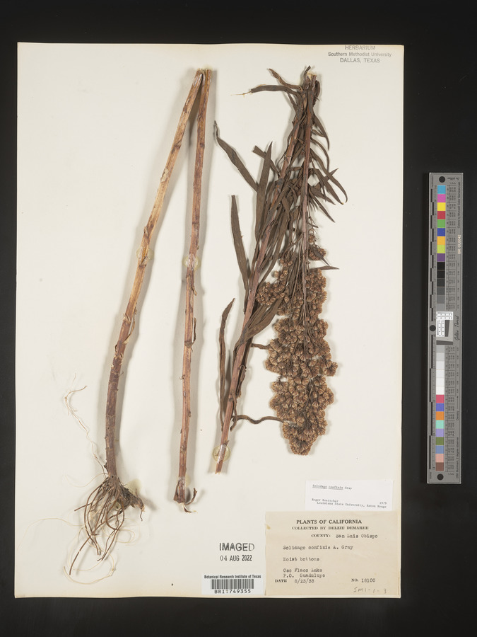 Solidago spectabilis var. confinis image