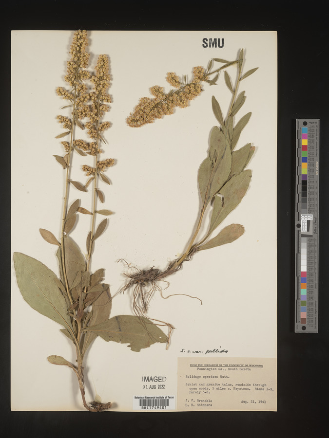 Solidago pallida image