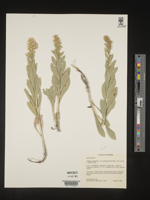 Solidago velutina image