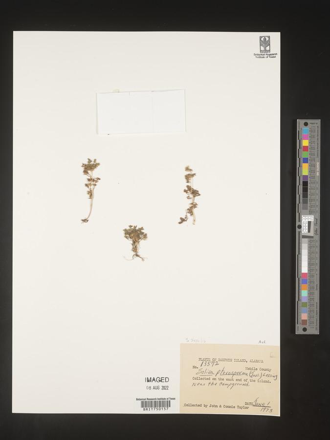 Soliva sessilis image