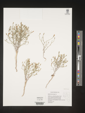 Stephanomeria exigua image