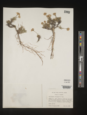 Stenotus stenophyllus image