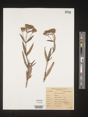 Stevia salicifolia image