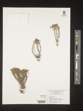 Strotheria gypsophila image