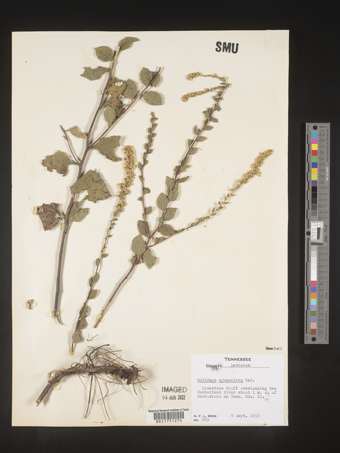 Solidago sphacelata image