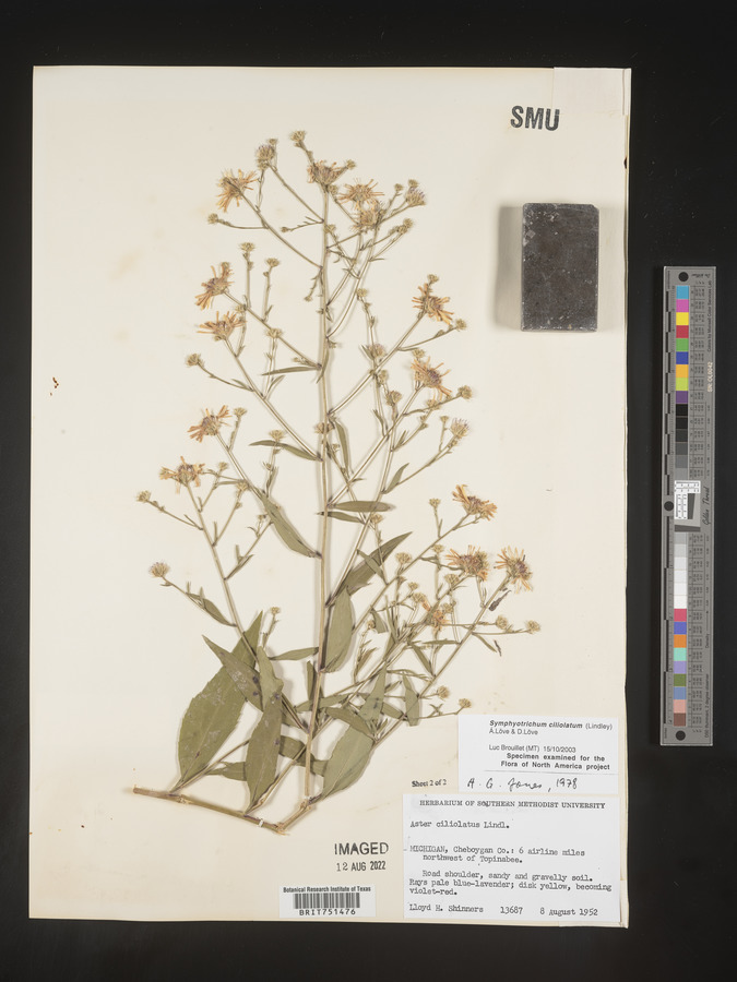 Symphyotrichum ciliolatum image