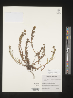 Symphyotrichum campestre image