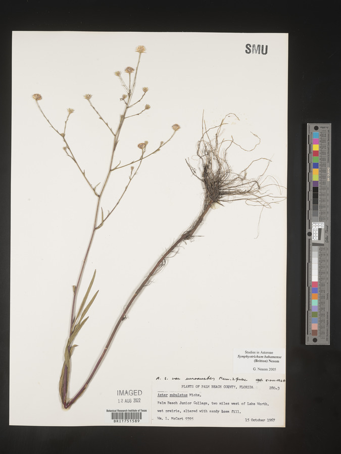 Symphyotrichum bahamense image