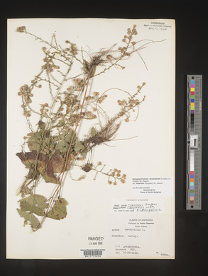 Symphyotrichum drummondii image