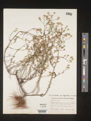 Symphyotrichum subulatum image