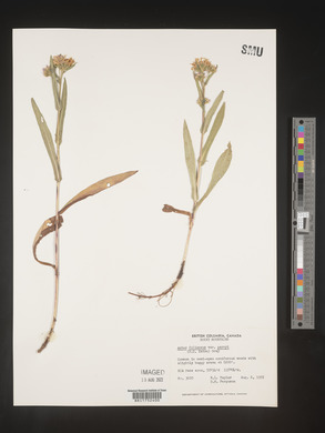 Symphyotrichum foliaceum image