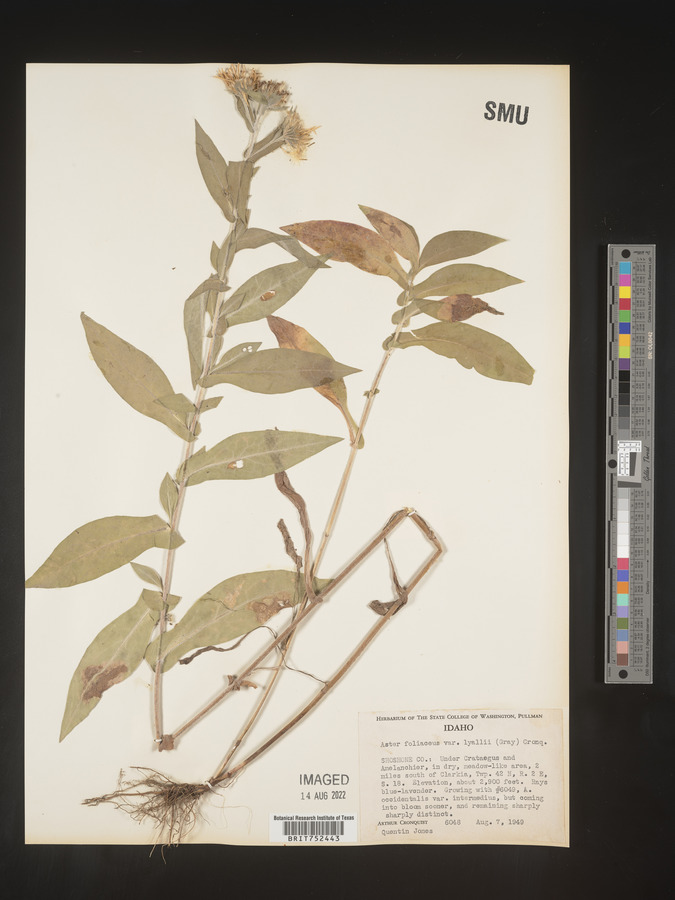 Symphyotrichum cusickii image