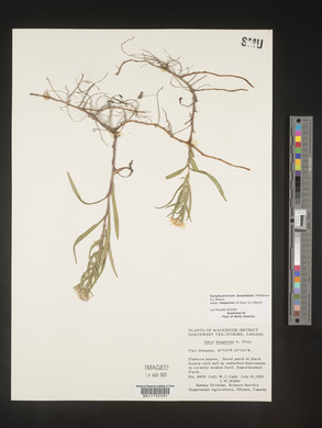 Symphyotrichum lanceolatum var. hesperium image