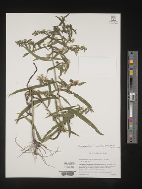 Symphyotrichum lateriflorum var. angustifolium image