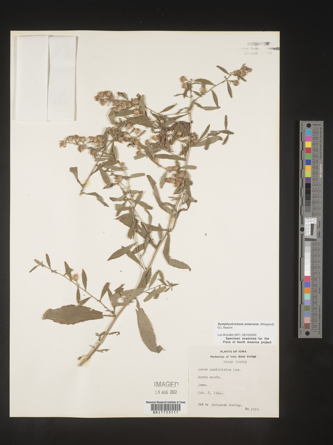 Symphyotrichum ontarione image