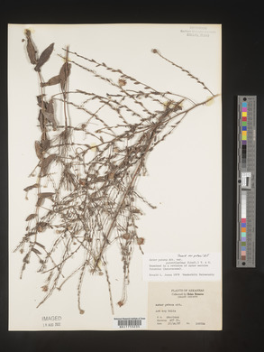 Symphyotrichum patens image