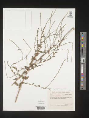 Symphyotrichum patens image