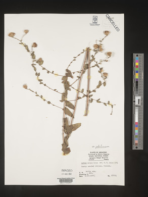 Symphyotrichum patens image