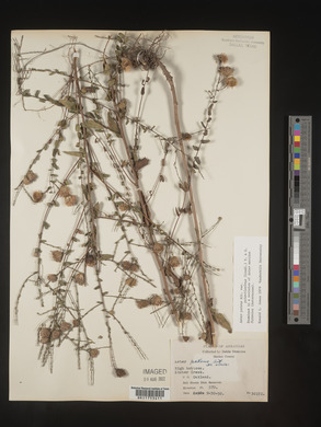 Symphyotrichum patens image