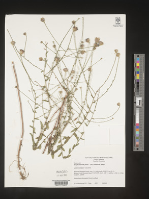 Symphyotrichum patens image