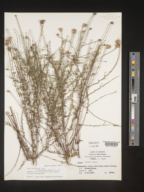 Symphyotrichum patens image