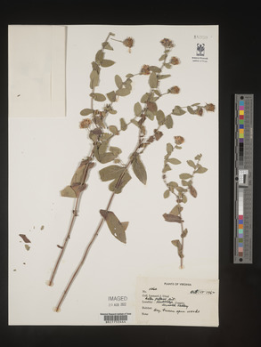 Symphyotrichum patens image