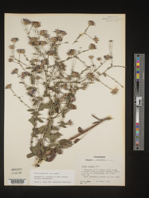 Symphyotrichum patens image