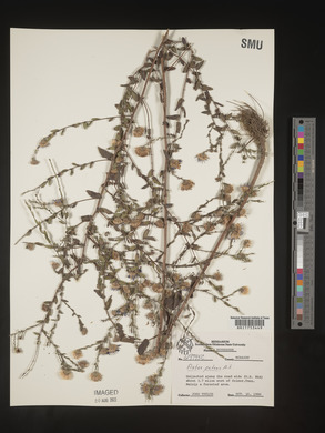 Symphyotrichum patens image