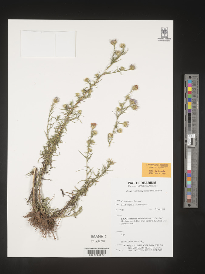 Symphyotrichum priceae image