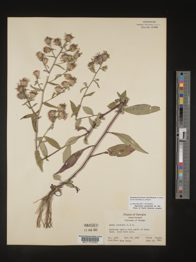 Symphyotrichum retroflexum image