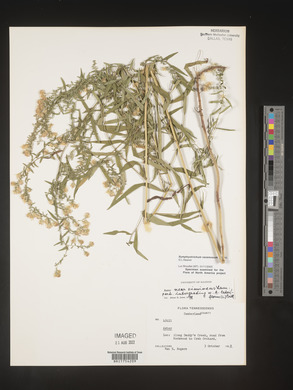 Symphyotrichum racemosum image