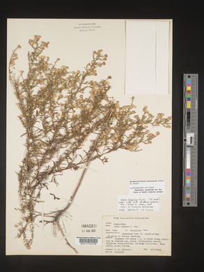 Symphyotrichum racemosum image