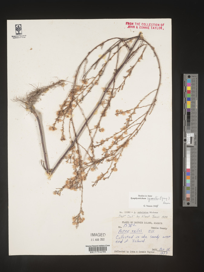 Symphyotrichum squamatum image