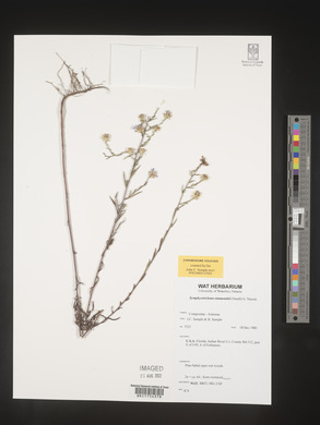 Symphyotrichum simmondsii image